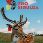 Sigulda Zoo apmeklējums