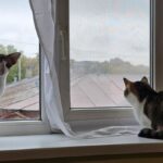 ba289922-0d68-4c4b-b81d-3d036f2c94ca