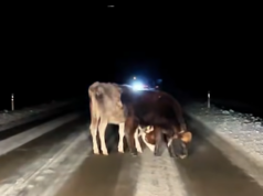 Pēc salūta Daugavpils