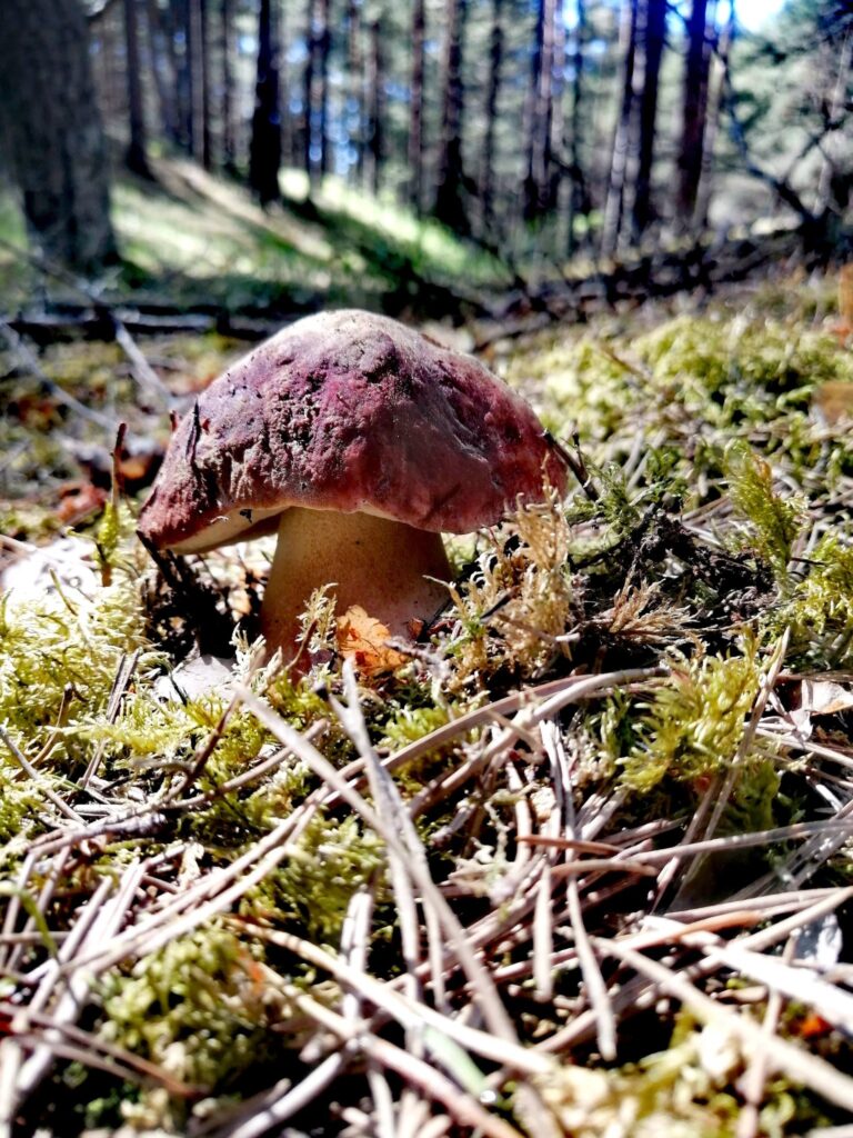 Pirmā baravika atrasta pie Lapmežciema!
