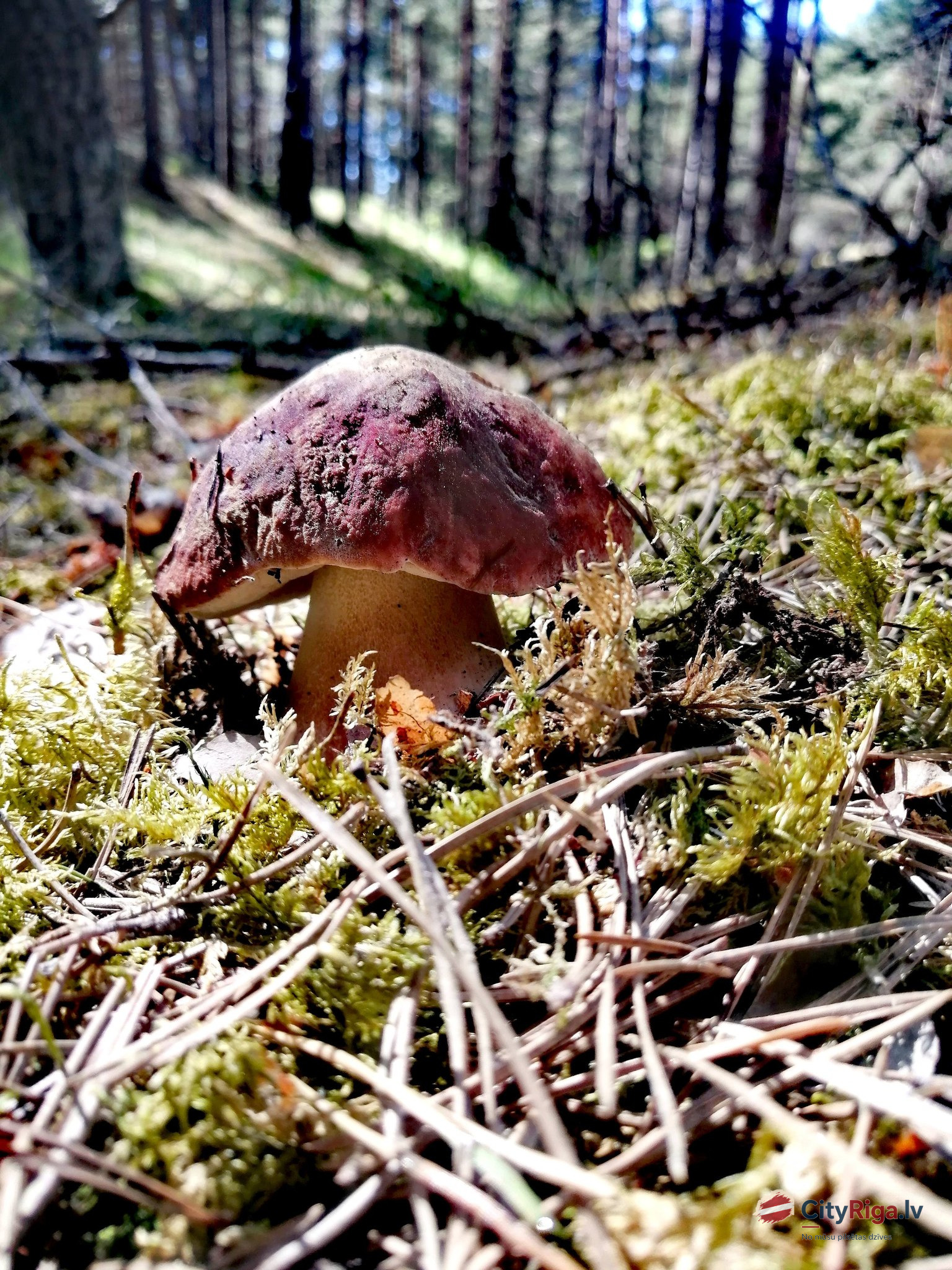 Pirmā baravika atrasta pie Lapmežciema!