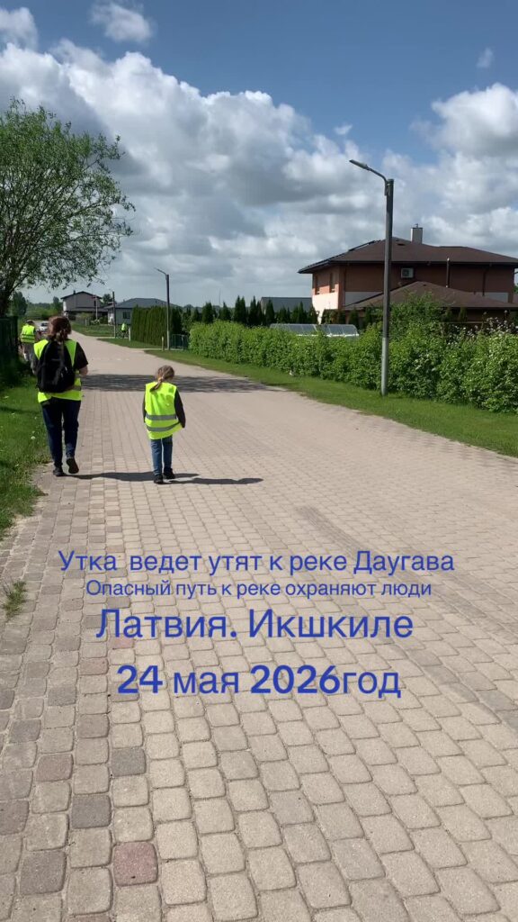 Ikšķilē pīle ved savus pīlēnus uz upi.