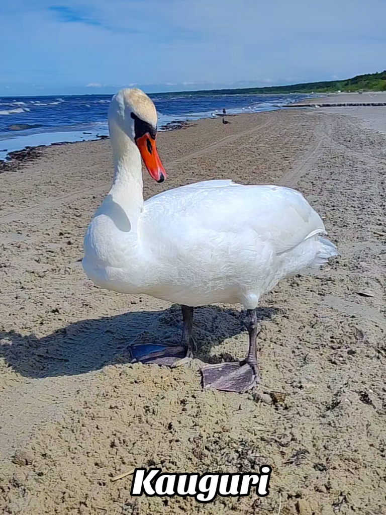 Jurmala, Kauguri
