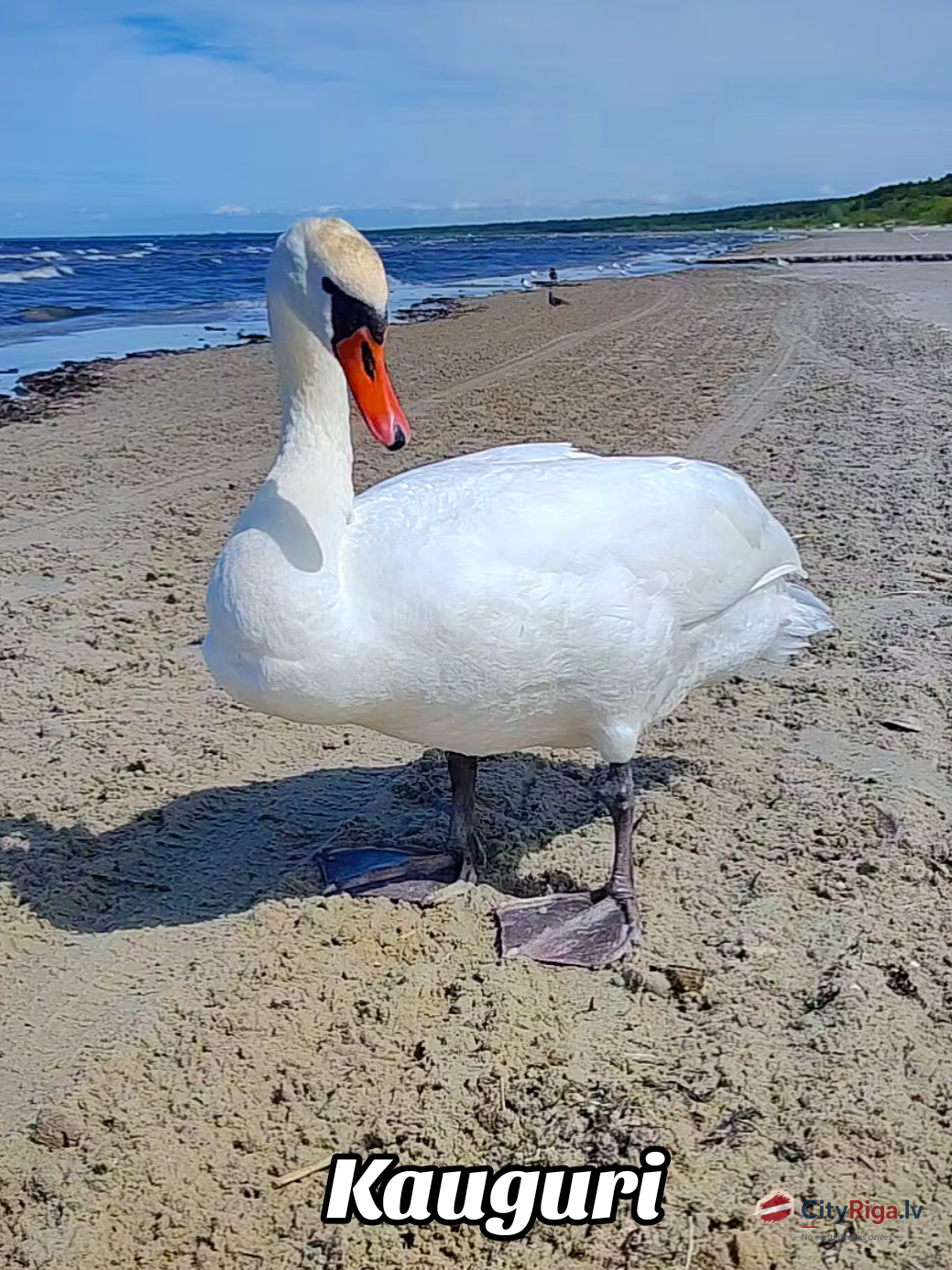Jurmala, Kauguri