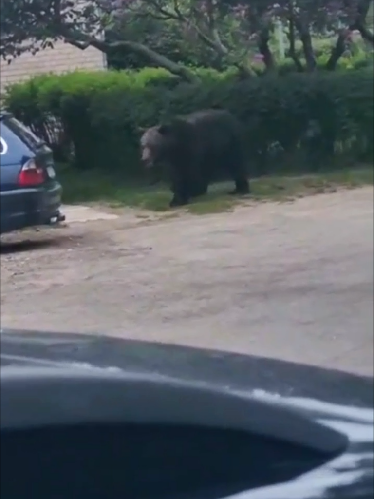 Pa Jēkabpili pastaigājas lācis