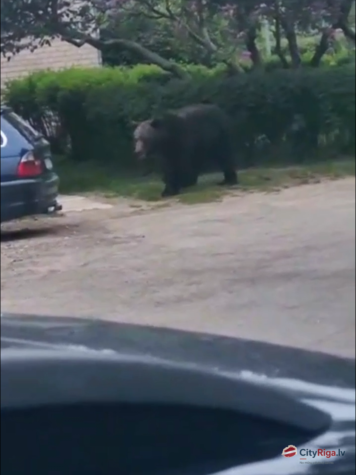 Pa Jēkabpili pastaigājas lācis