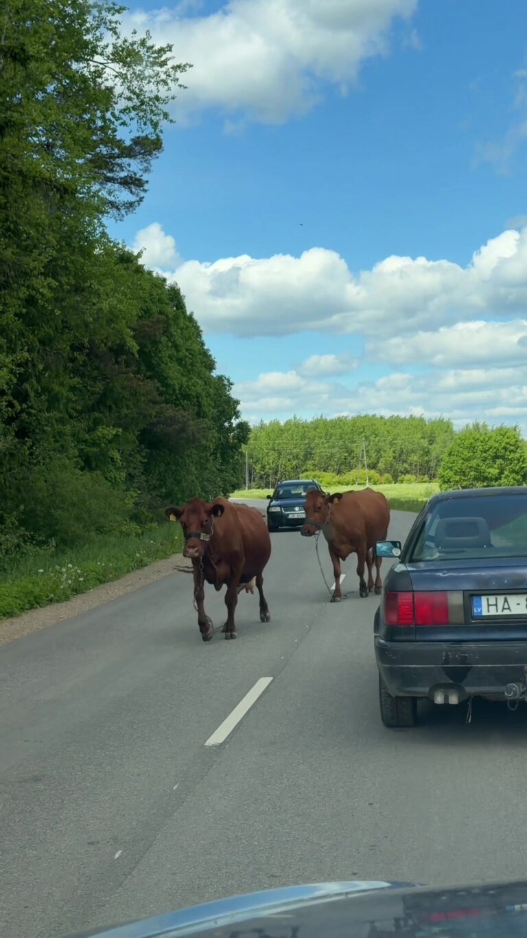 Rezekne