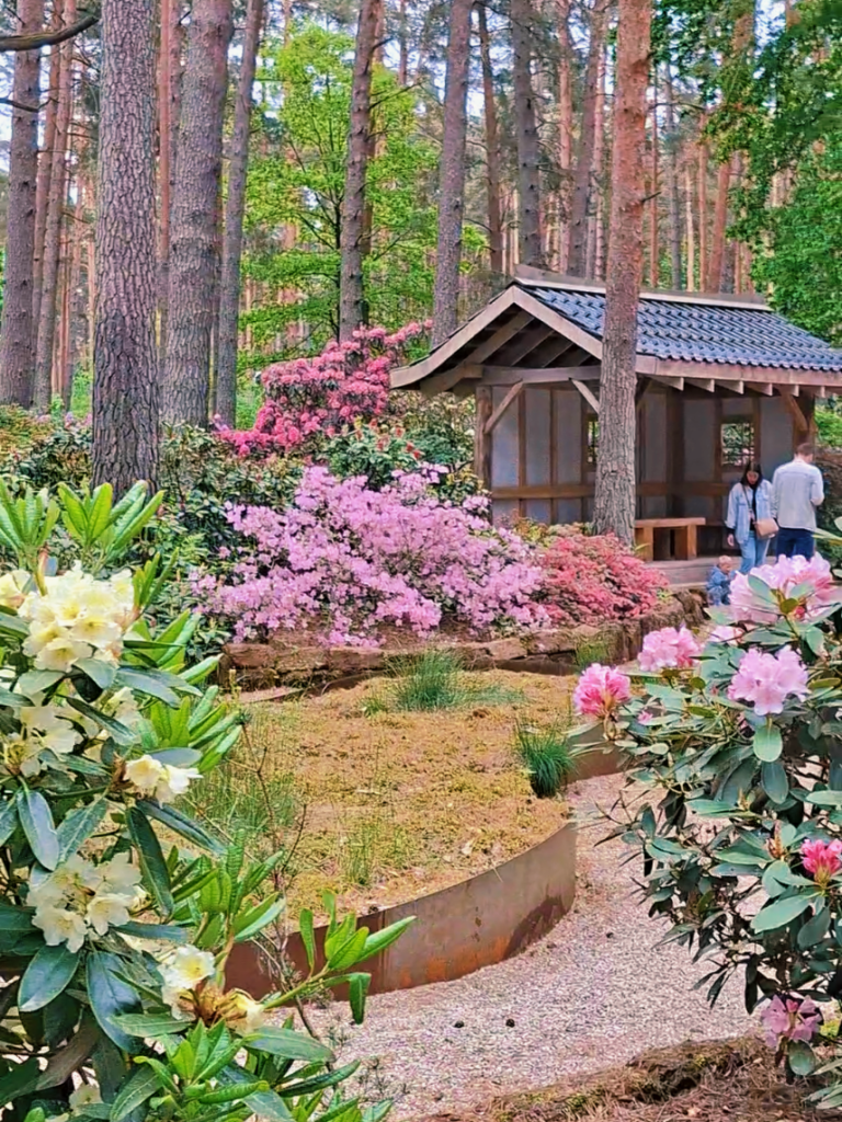 Babites rododendru parks