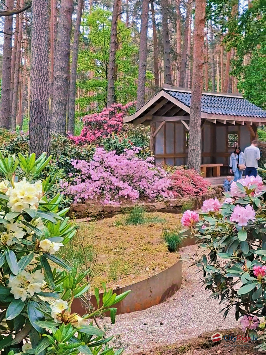 Babites rododendru parks