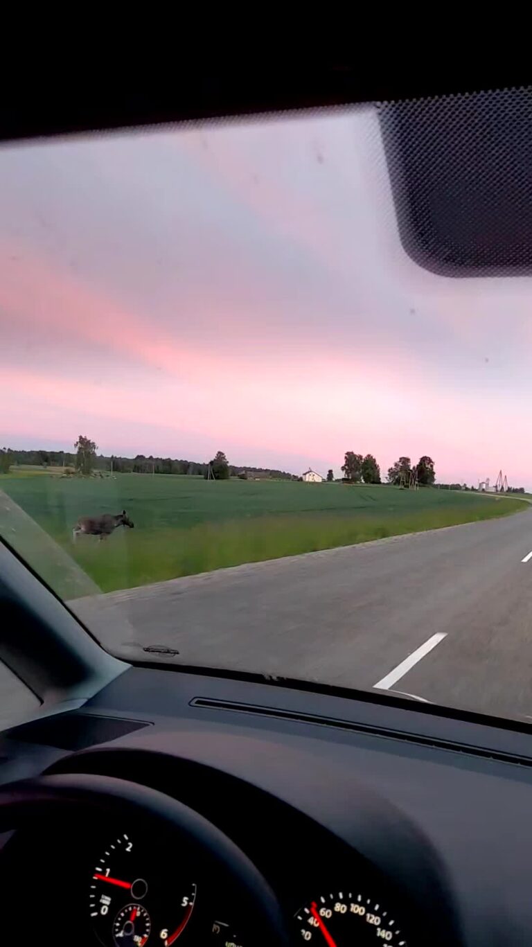 Ne katru dienu blakus auto skrien alnis!