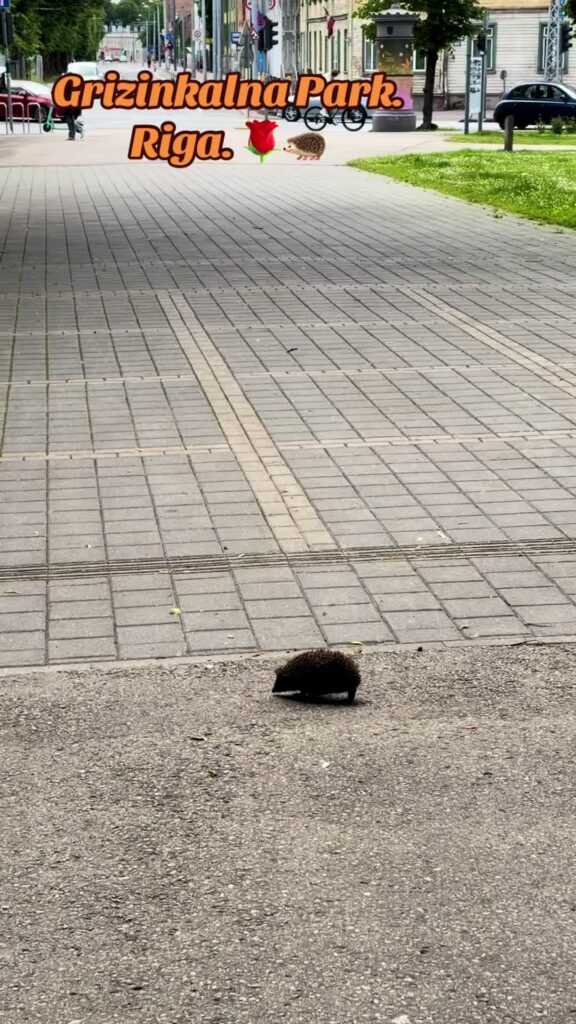 Ne visi Grīziņkalna iedzīvotāji ir cilvēki