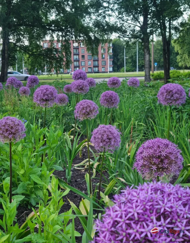Uzvaras Parks