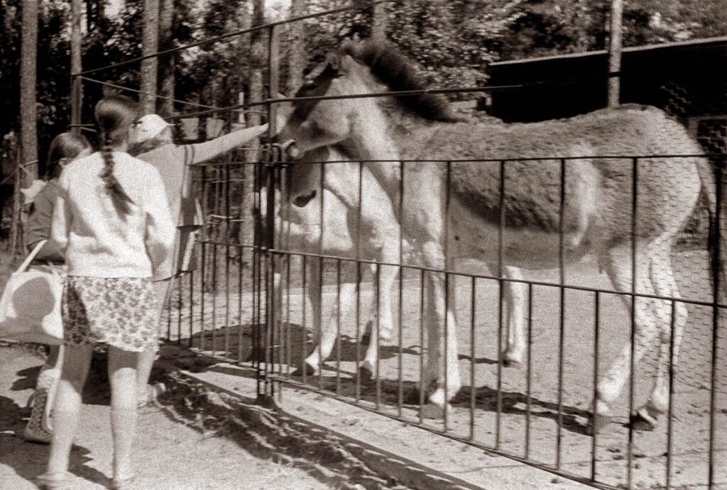 1971. gads. Prževaļska zirgi Rīgas Zooloģiskajā dārzā.