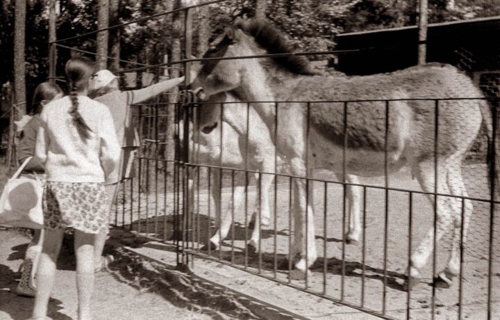 1971. gads. Prževaļska zirgi Rīgas Zooloģiskajā dārzā.