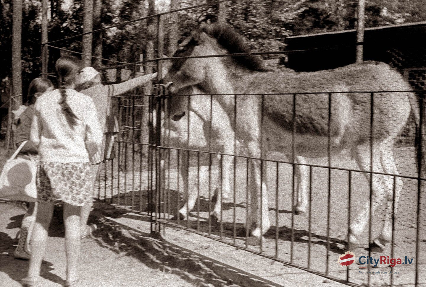 1971. gads. Prževaļska zirgi Rīgas Zooloģiskajā dārzā.