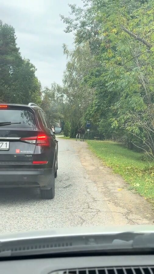 🫎 Kad autobuss kavējas, bet alnis jau ir pieturā! 😄