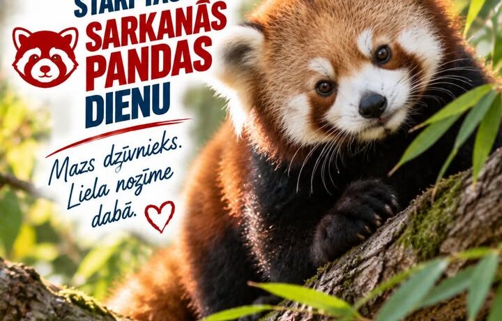 ŠODIEN ATZĪMĒ STARPTAUTISKO SARKANĀS PANDAS DIENU!