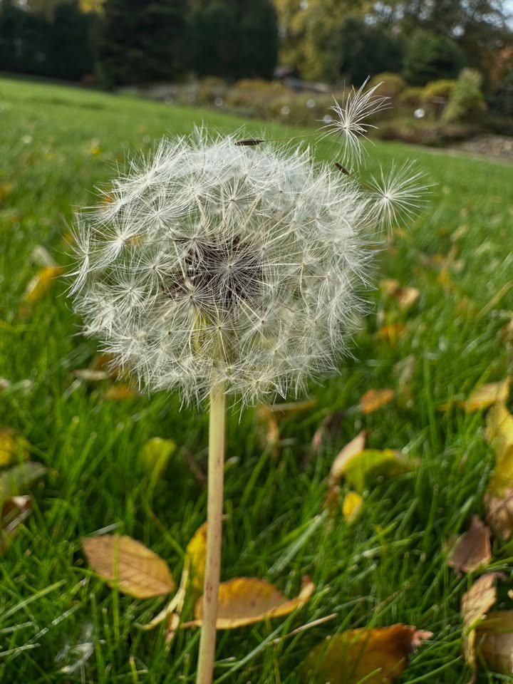 🍂 Rudens. Viens pūtiens – un vēlēšanās dodas ceļā! 🌬️✨